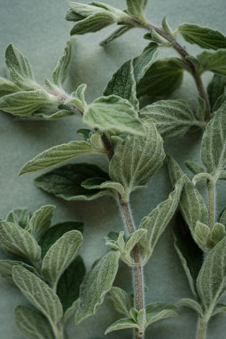 Herbal Consult