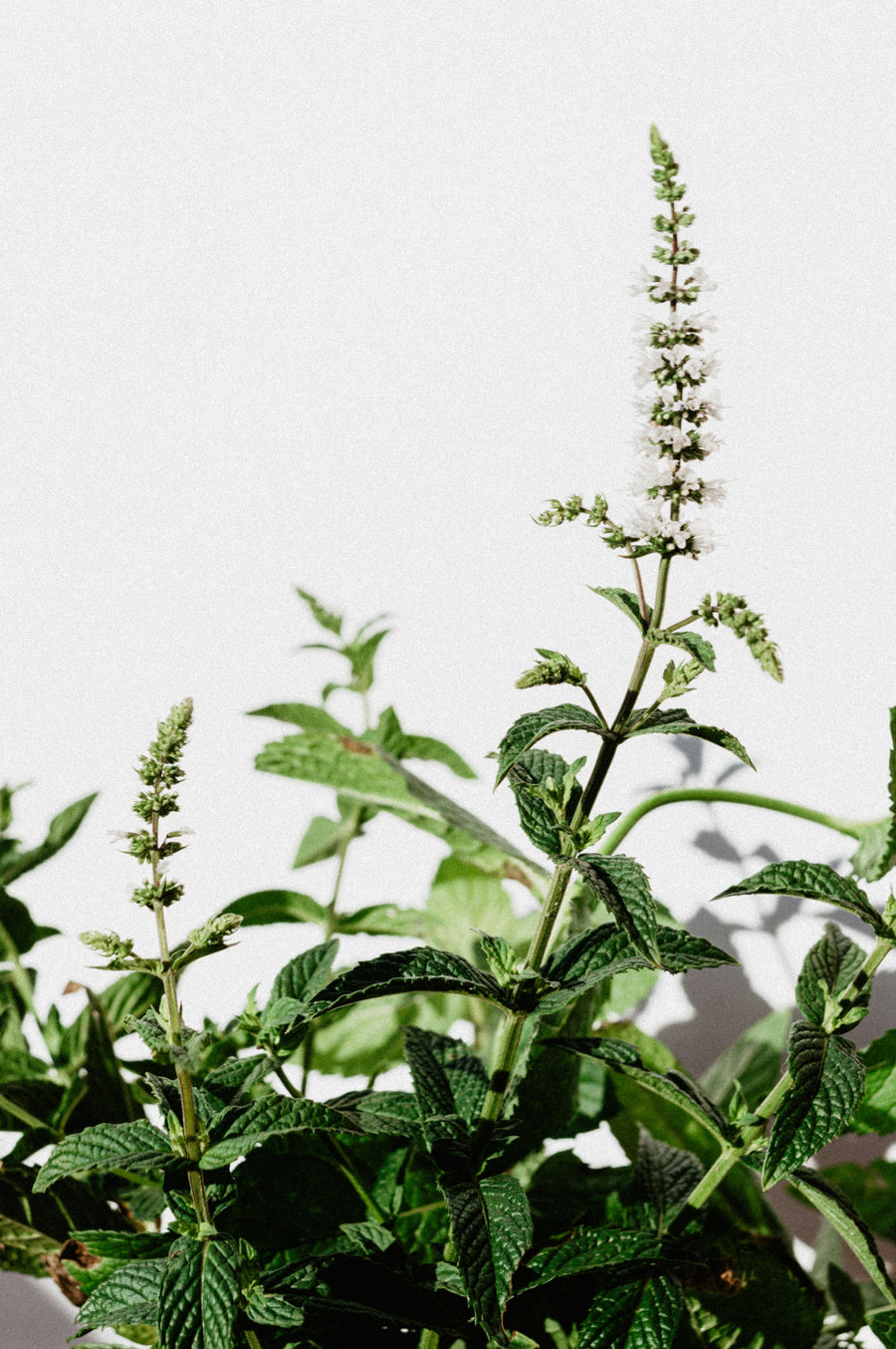 Herbal Consult